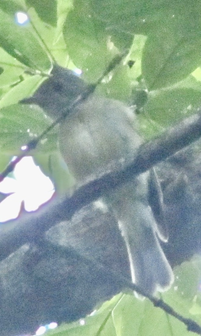 Acadian Flycatcher - ML632599250