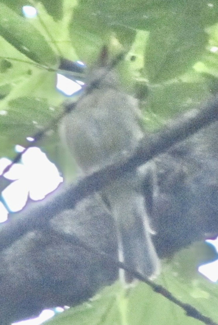 Acadian Flycatcher - ML632599251