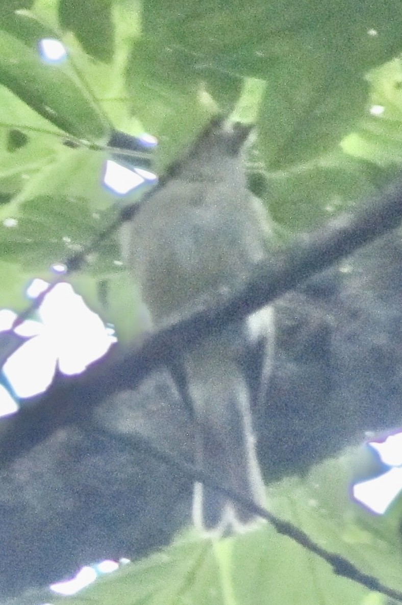Acadian Flycatcher - ML632599252