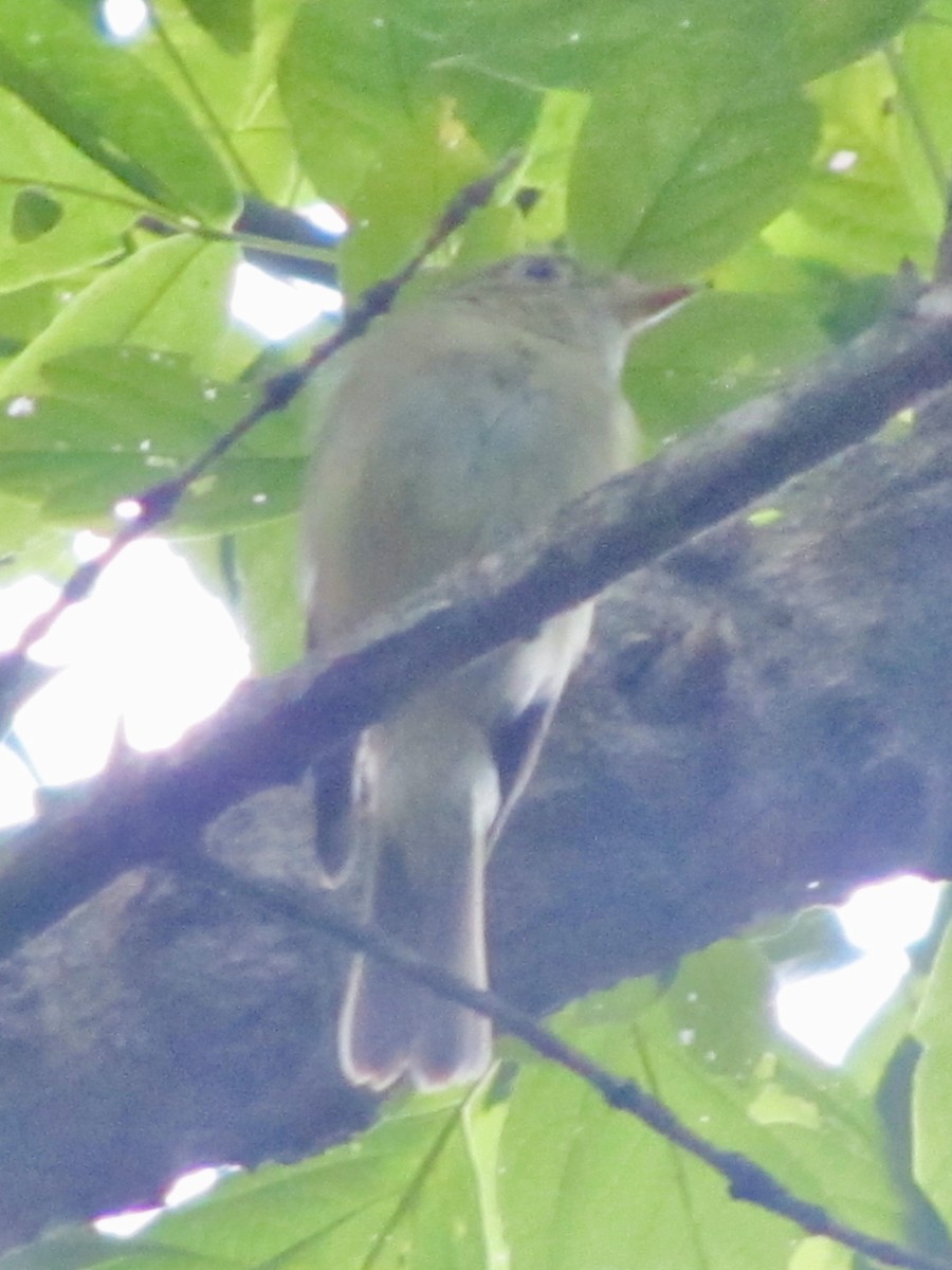 Acadian Flycatcher - ML632599253