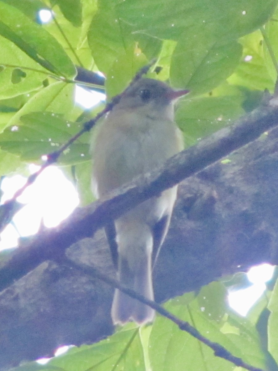 Acadian Flycatcher - ML632599254