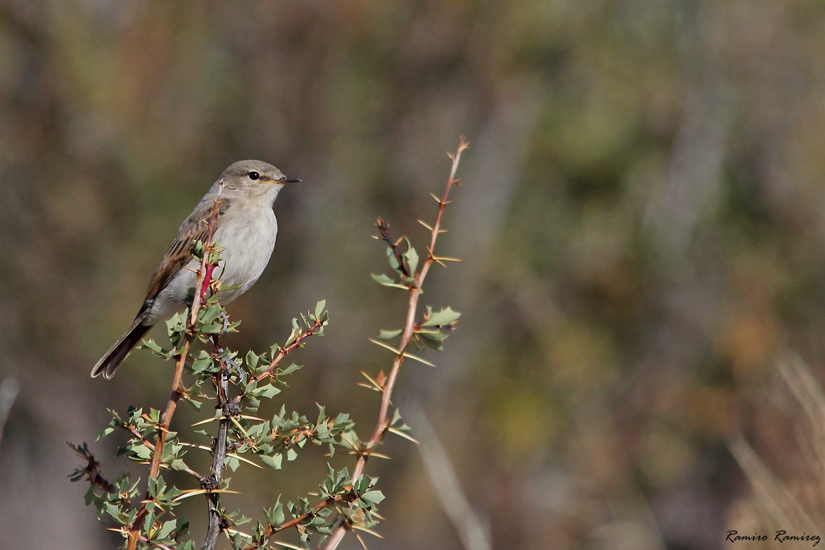 Spot-billed Ground-Tyrant - ML632599276