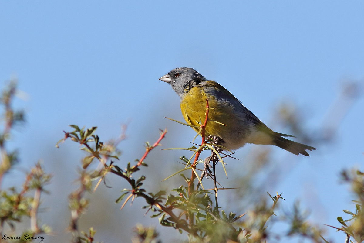 Gray-hooded Sierra Finch - ML632599301