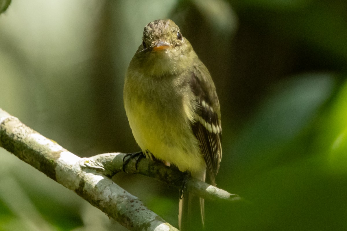 Yellow-bellied Flycatcher - ML632599435