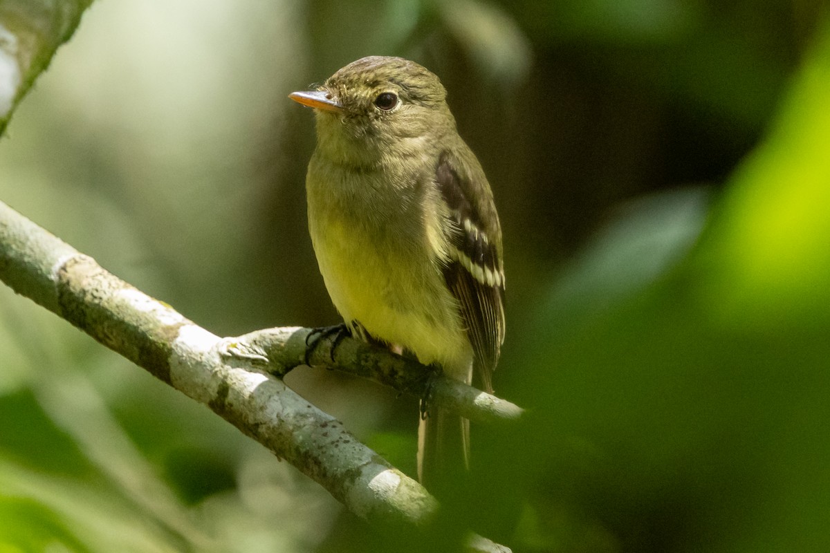 Yellow-bellied Flycatcher - ML632599437