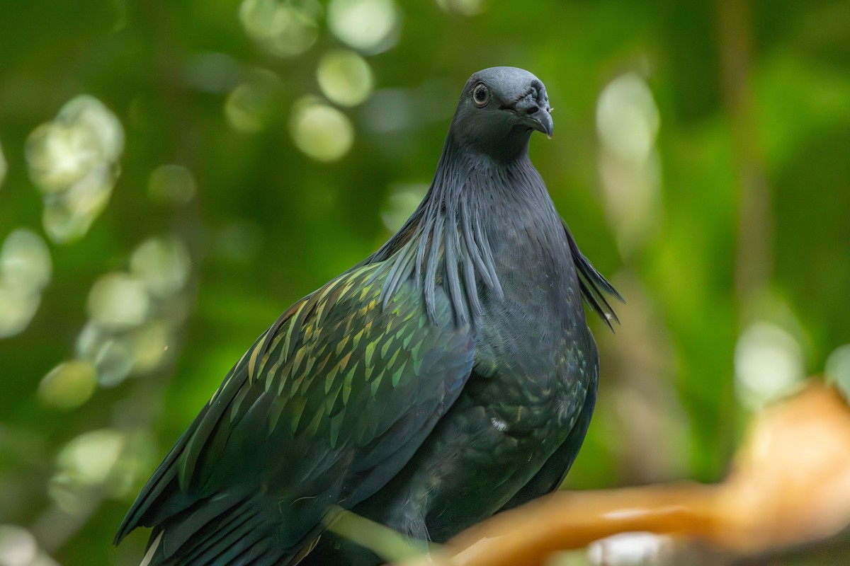 Nicobar Pigeon - ML632599483