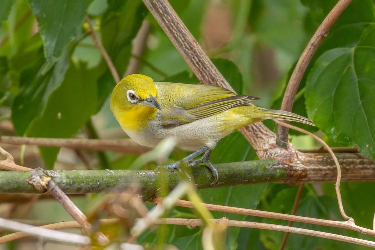 Ashy-bellied White-eye - ML632599524