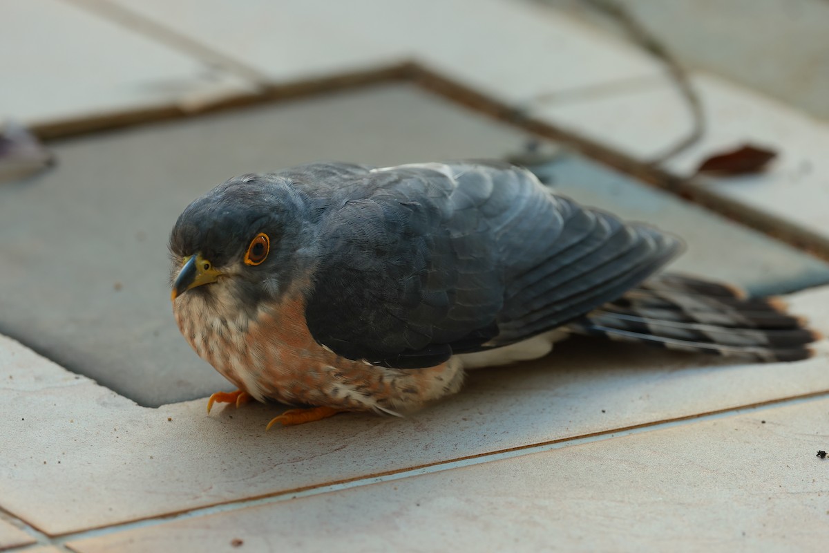 Hodgson's Hawk-Cuckoo - ML632599744