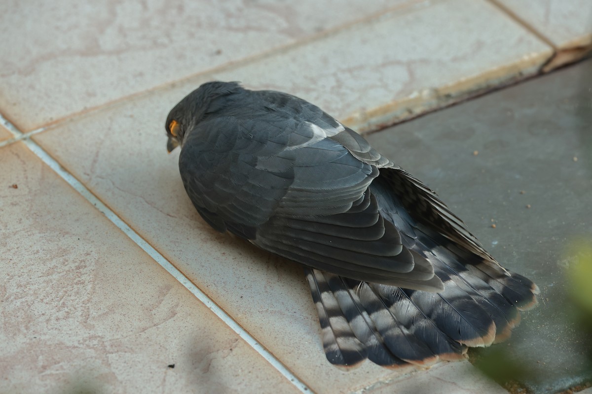 Hodgson's Hawk-Cuckoo - ML632599747