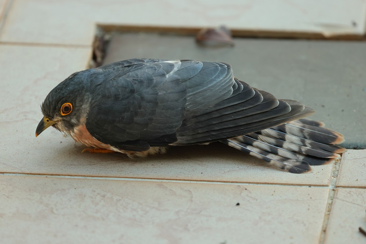Hodgson's Hawk-Cuckoo - ML632599748