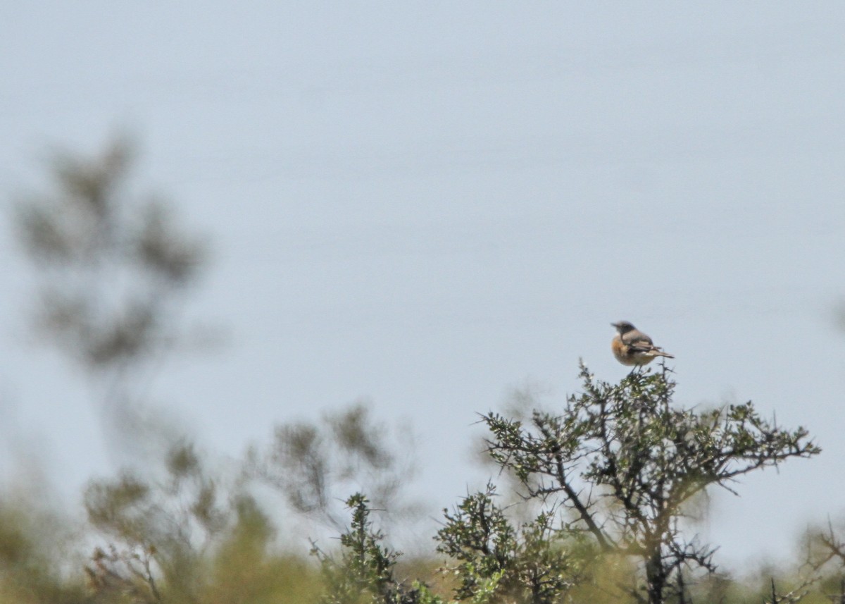 Cinnamon-bellied Ground-Tyrant - ML632599889