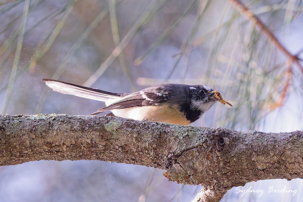 Gray Fantail - ML632599907