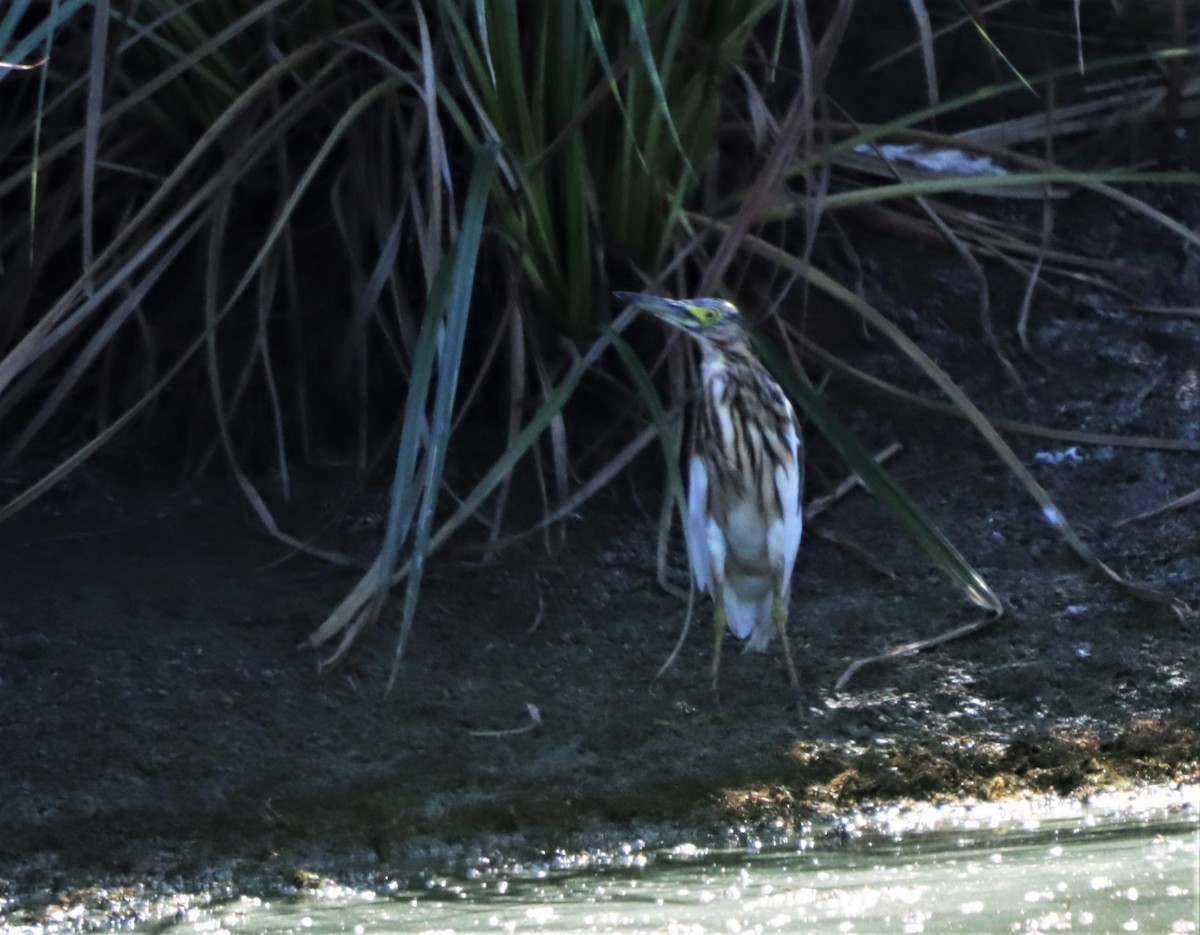 Malagasy Pond-Heron - ML632599910