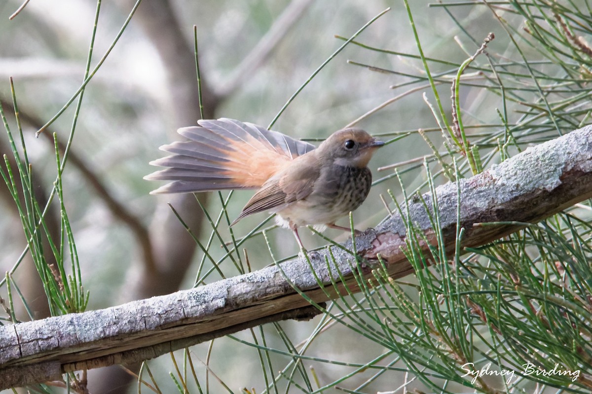 Australian Rufous Fantail - ML632599914
