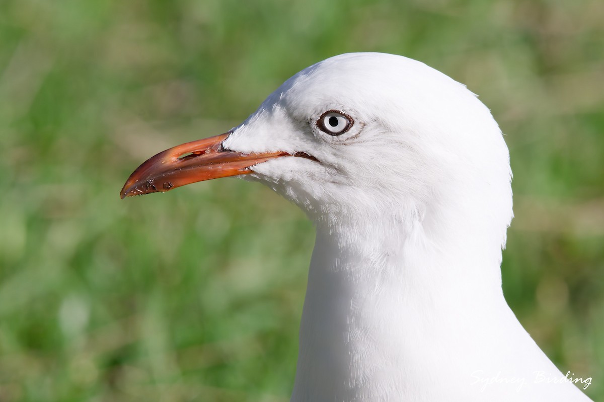 Silver Gull - ML632599923