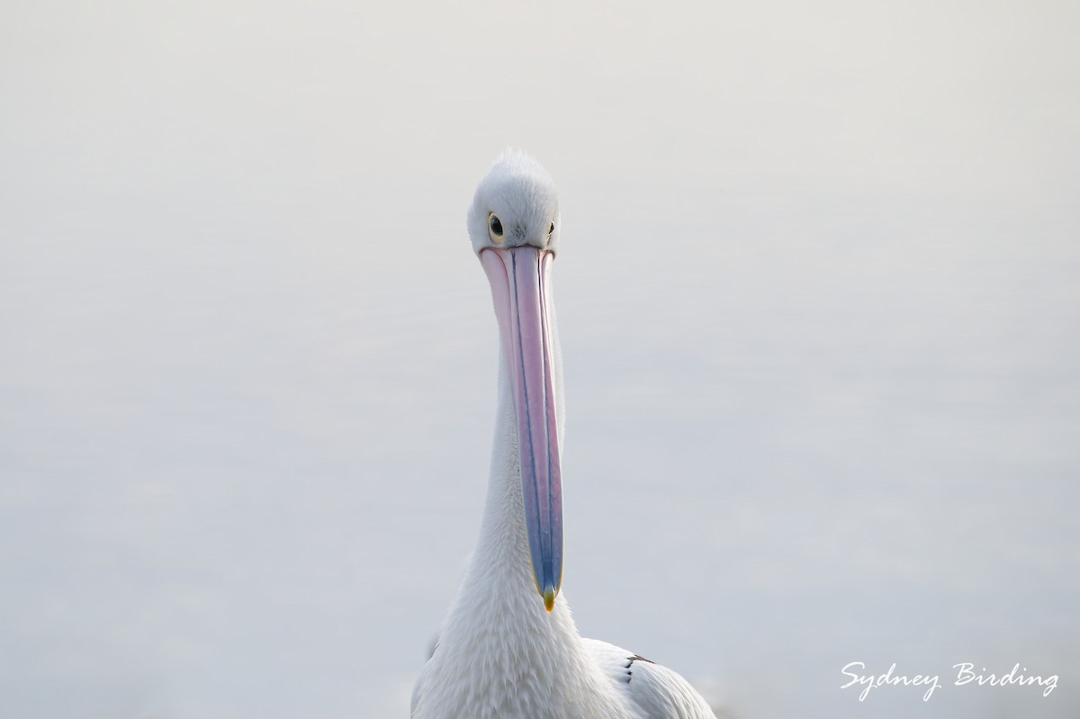 Australian Pelican - ML632599933
