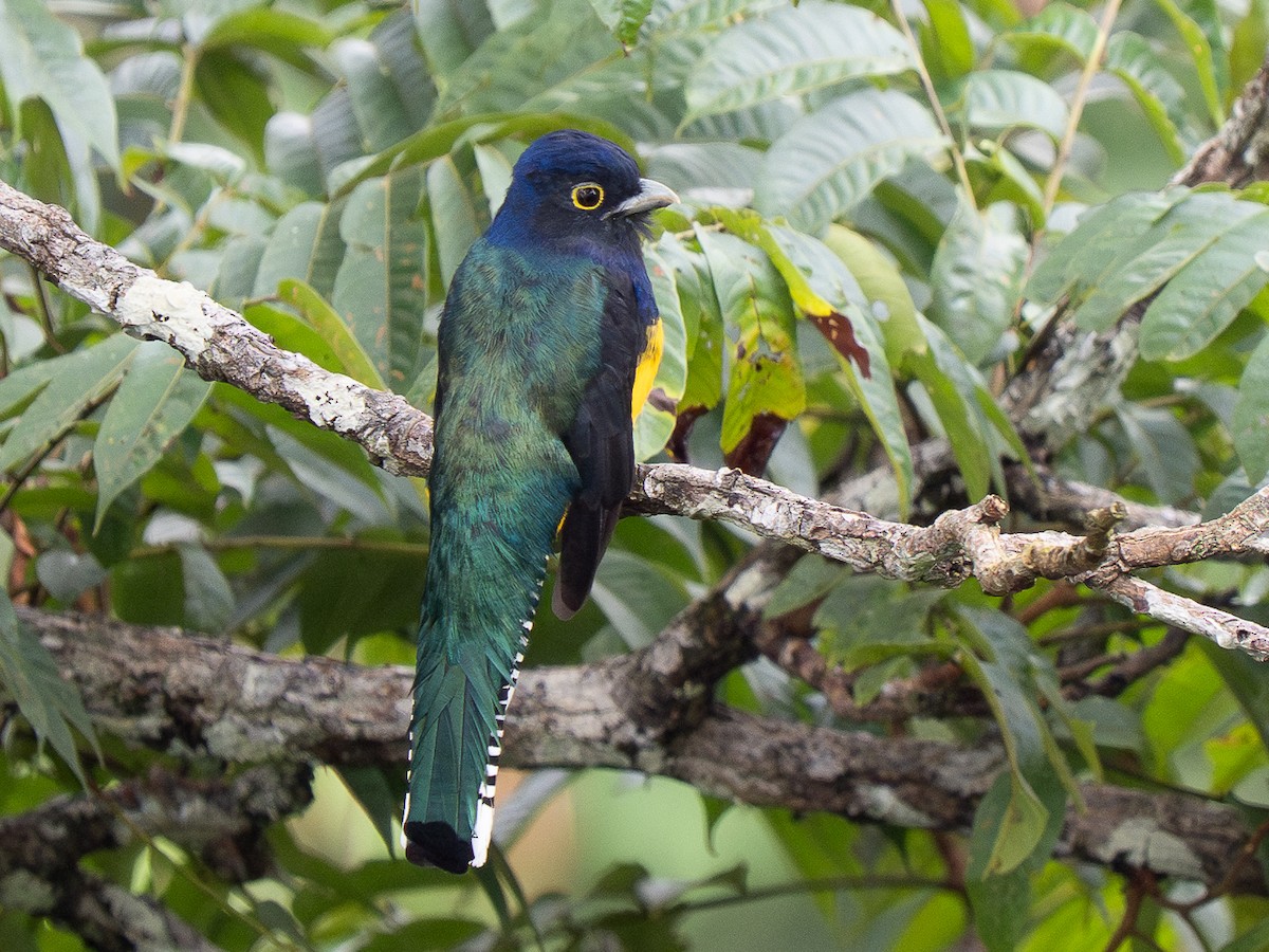 amazontrogon - ML632599953