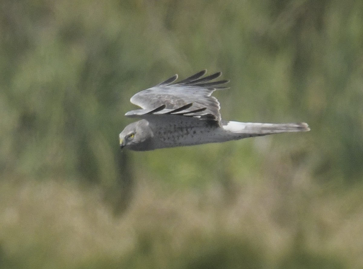Northern Harrier - ML632600037