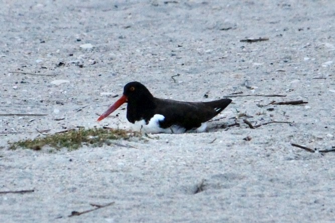 American Oystercatcher - ML632600087