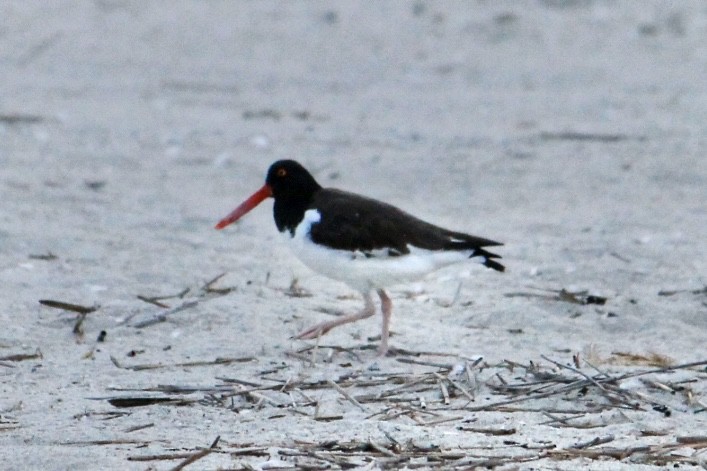 American Oystercatcher - ML632600088
