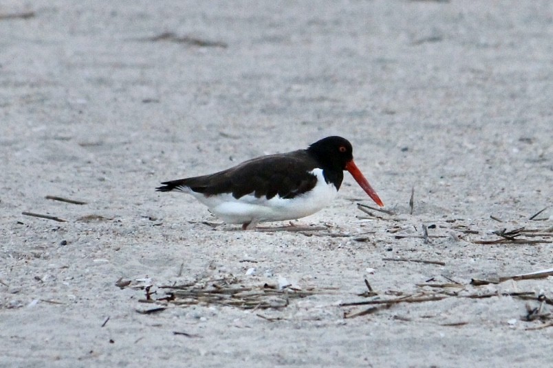 American Oystercatcher - ML632600089