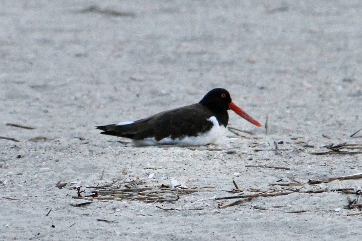 American Oystercatcher - ML632600090