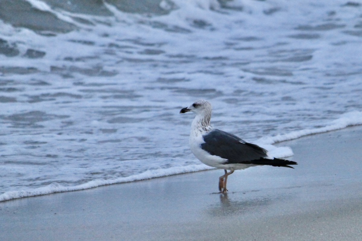 Lesser Black-backed Gull - ML632600100