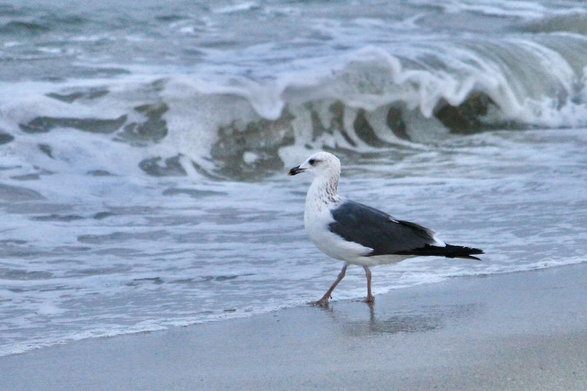 Lesser Black-backed Gull - ML632600101