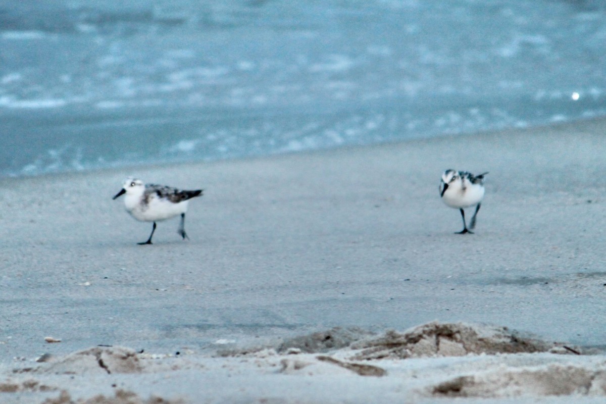 Sanderling - ML632600106