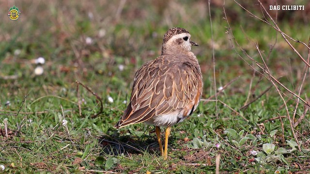 Eurasian Dotterel - ML632600128