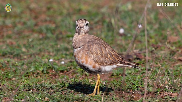 Eurasian Dotterel - ML632600137