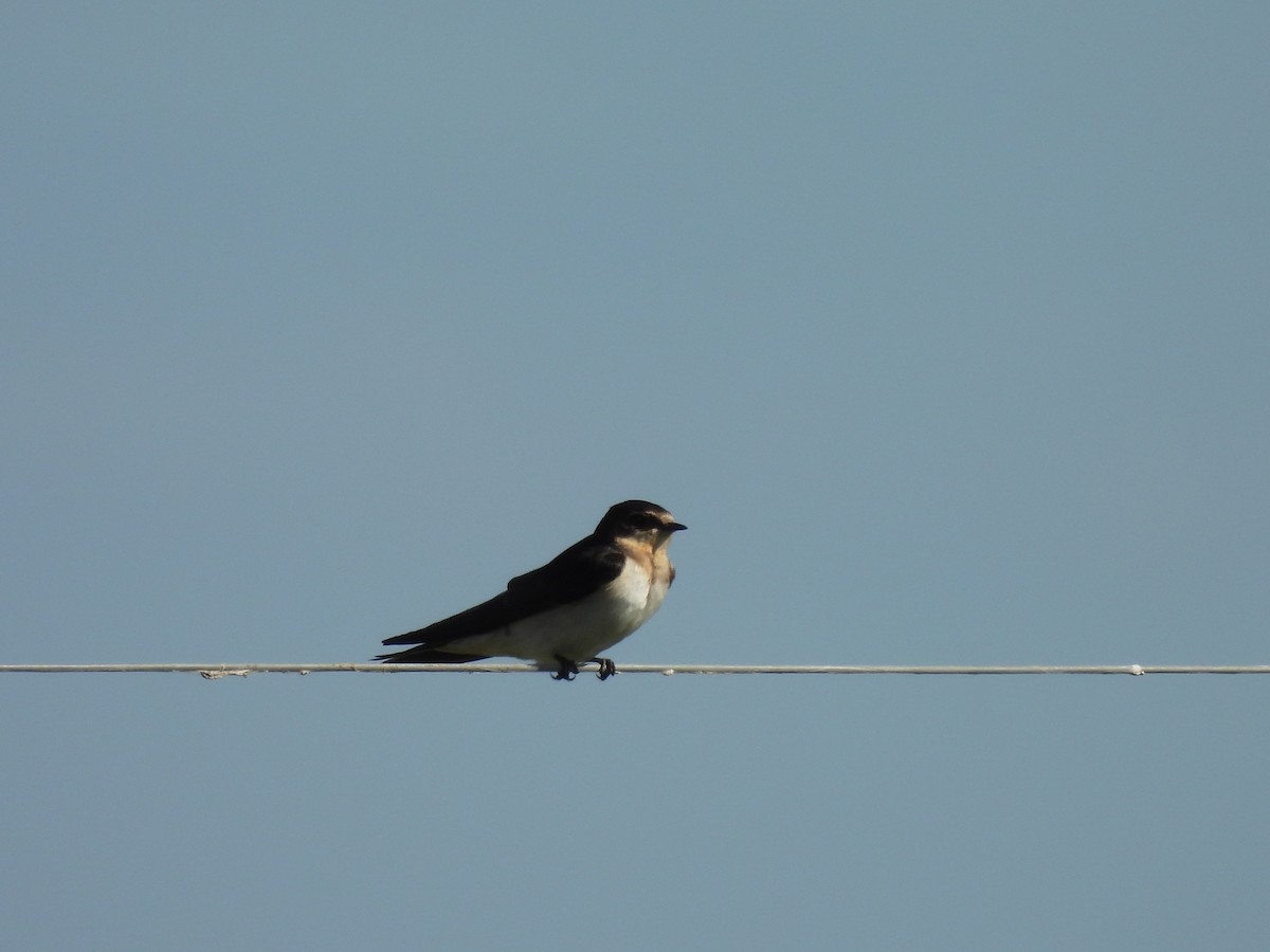 Golondrina Común - ML632600174