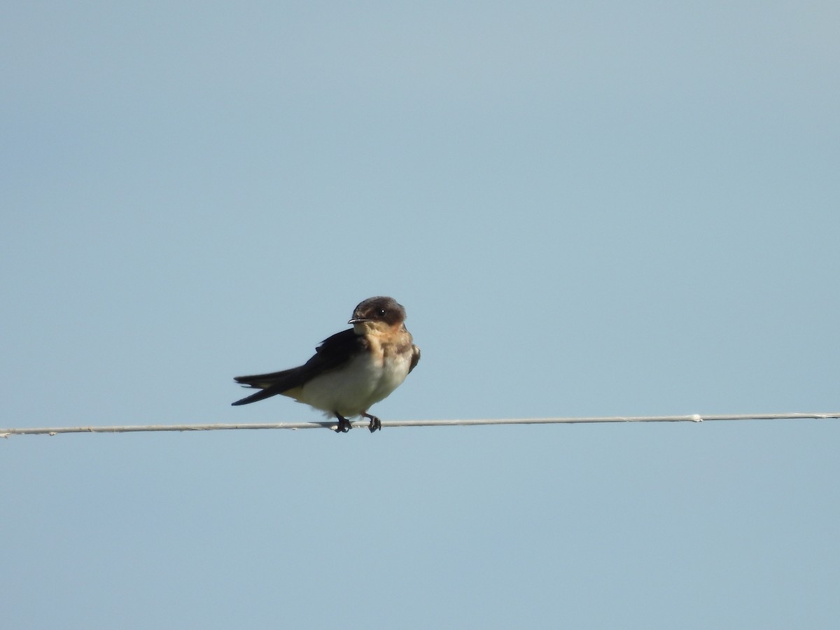 Golondrina Común - ML632600175