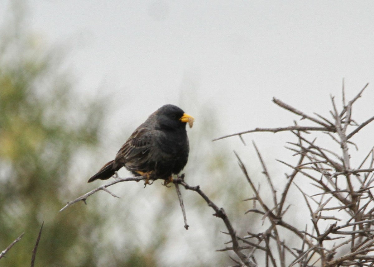 Carbonated Sierra Finch - ML632600284