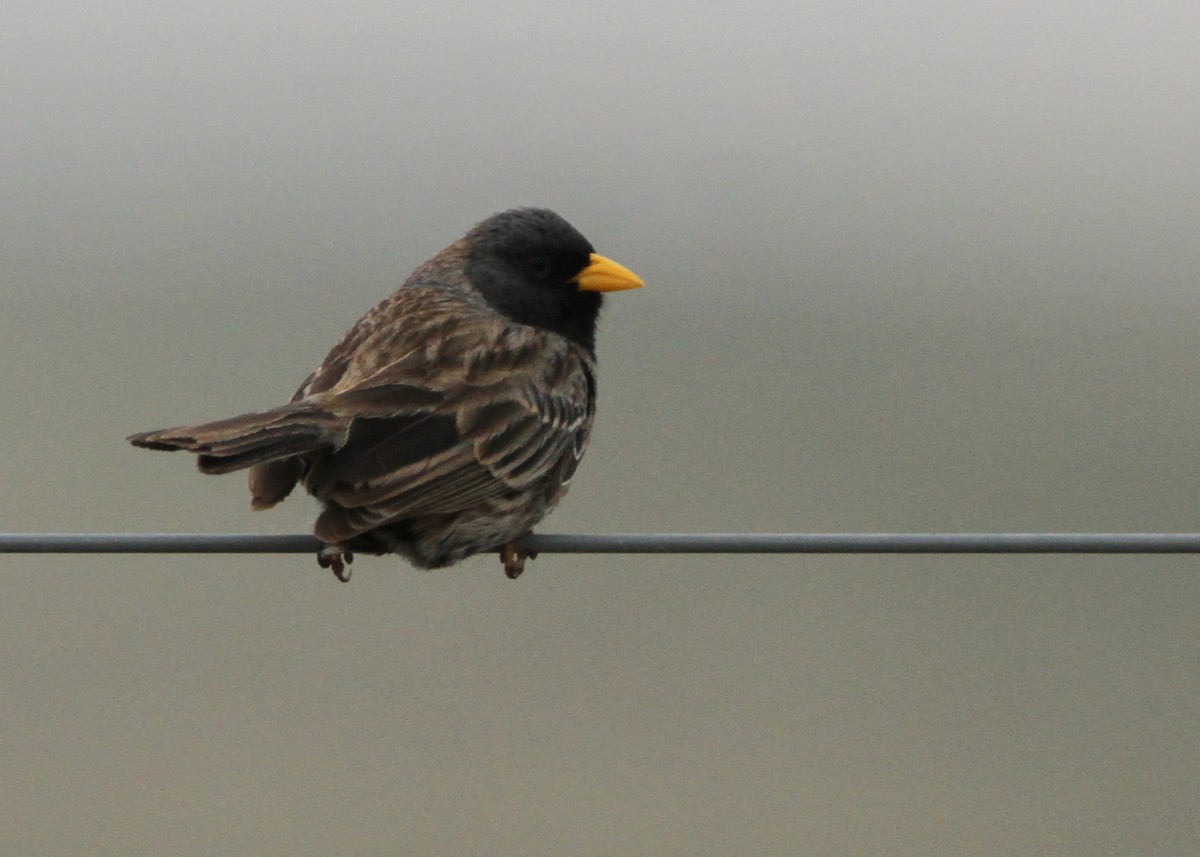 Carbonated Sierra Finch - ML632600285