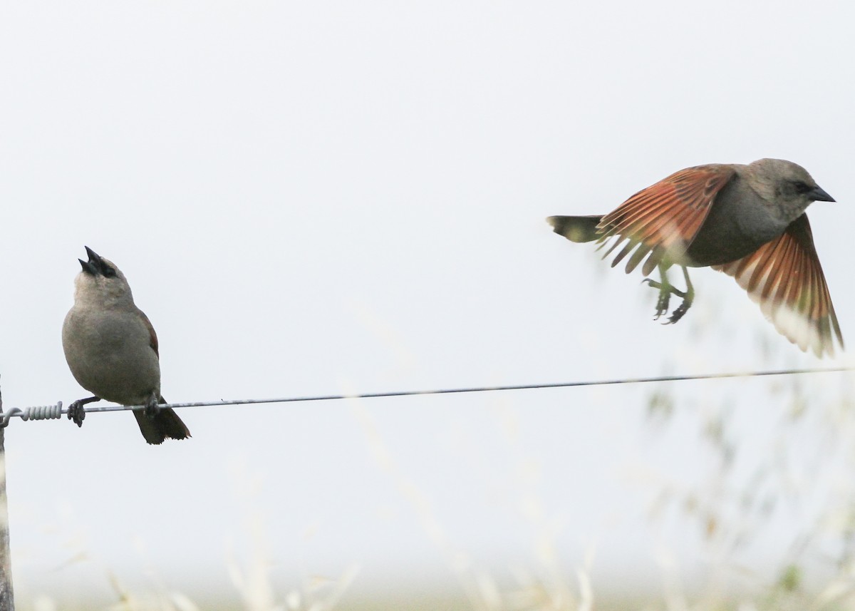 Grayish Baywing - ML632600298