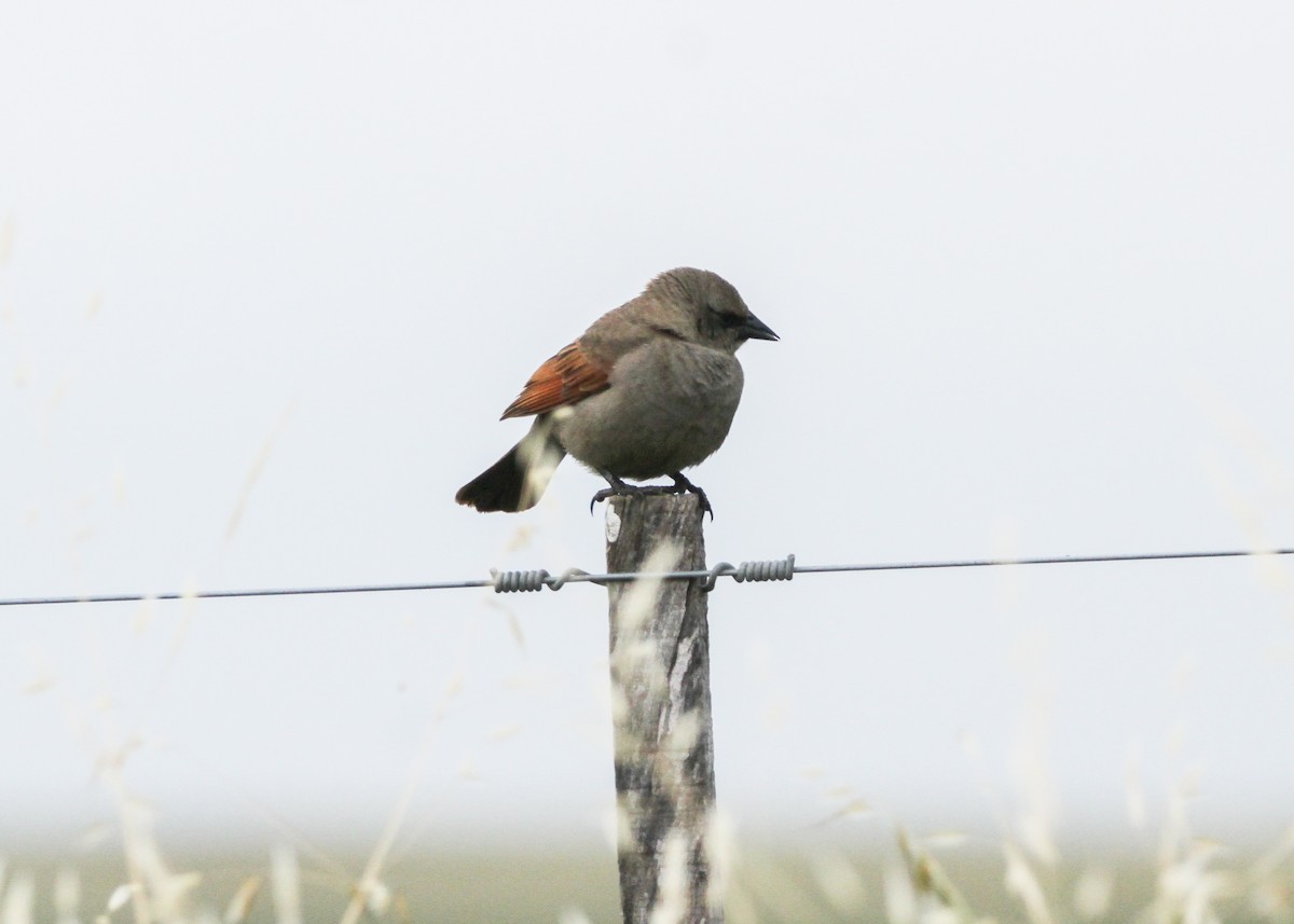 Grayish Baywing - ML632600299