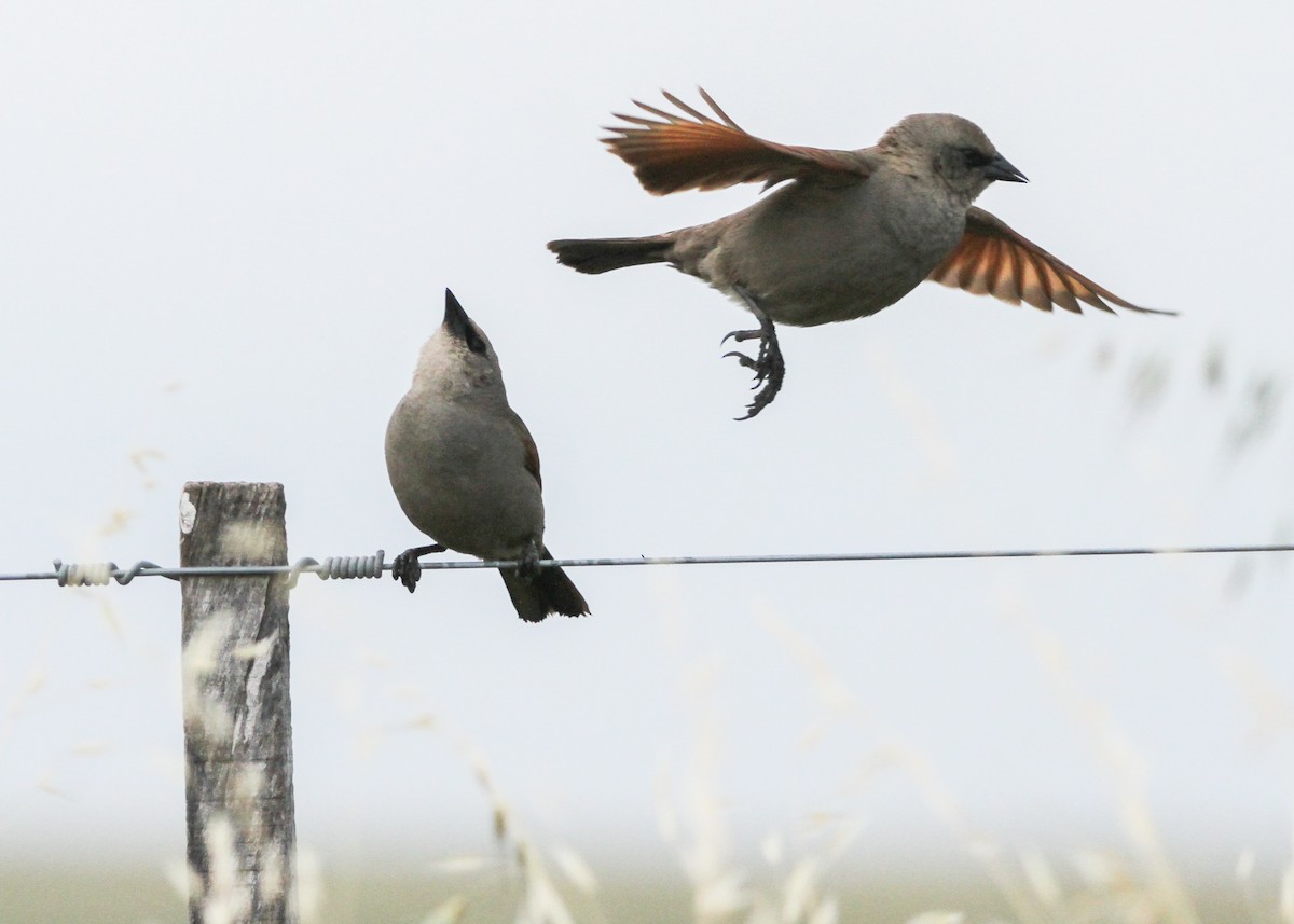 Grayish Baywing - ML632600300