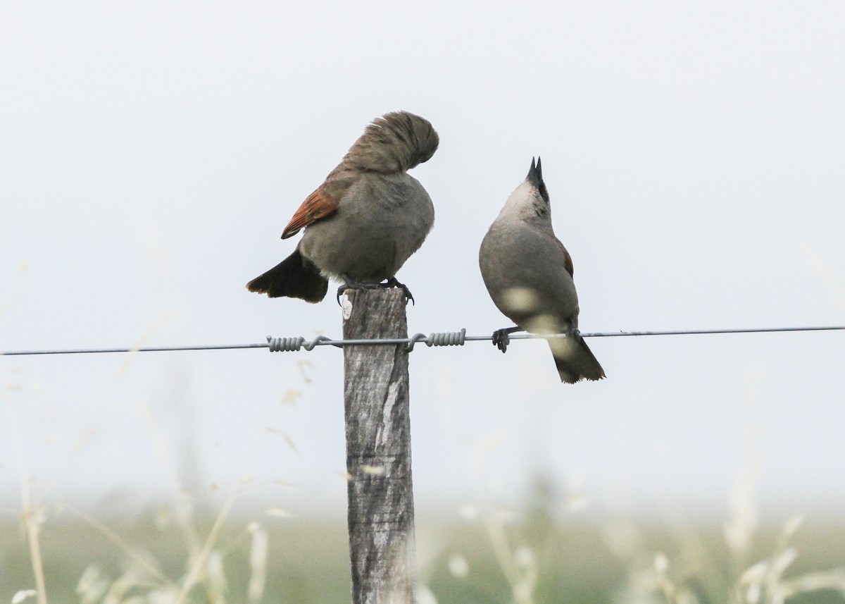 Grayish Baywing - ML632600301