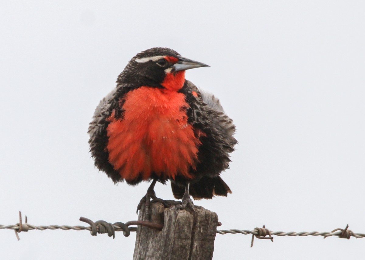 Long-tailed Meadowlark - ML632600311