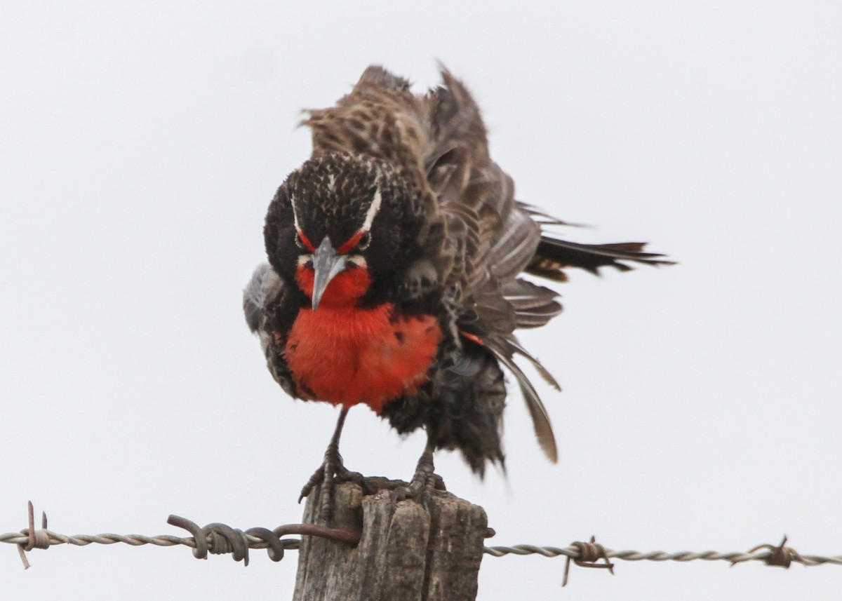 Long-tailed Meadowlark - ML632600312