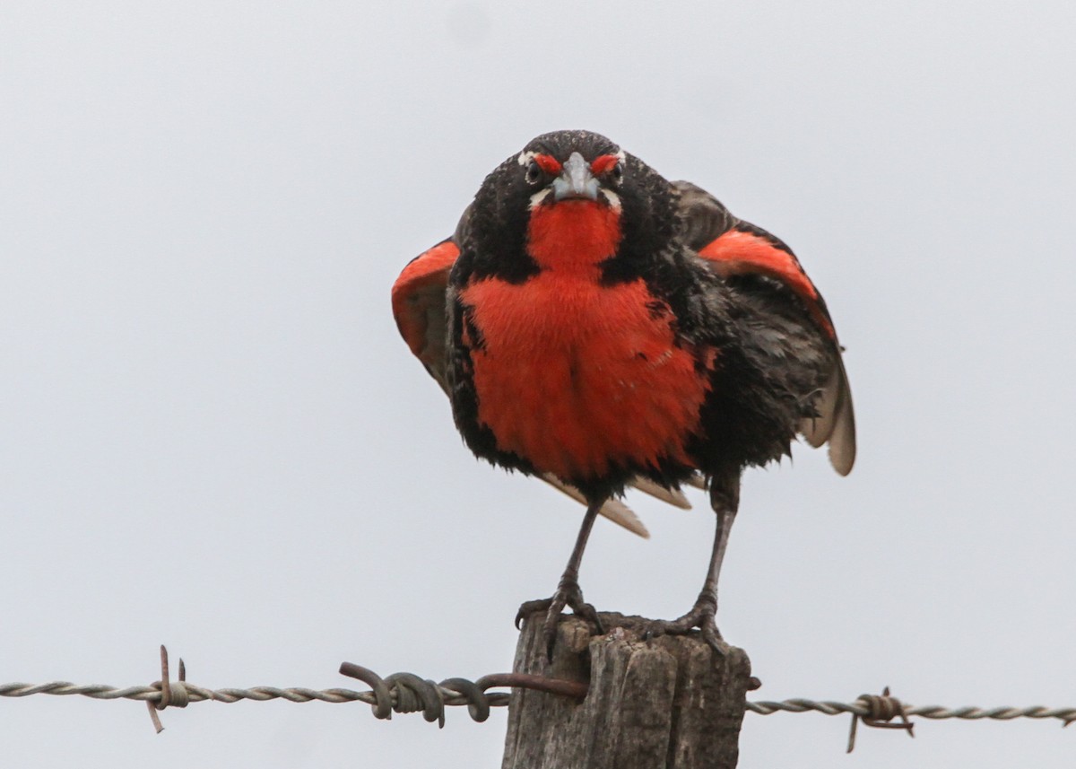 Long-tailed Meadowlark - ML632600313