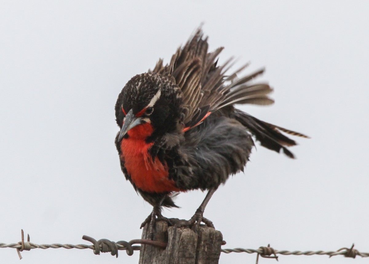 Long-tailed Meadowlark - ML632600314