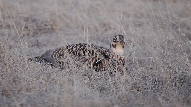 Präriehuhn - ML632600335