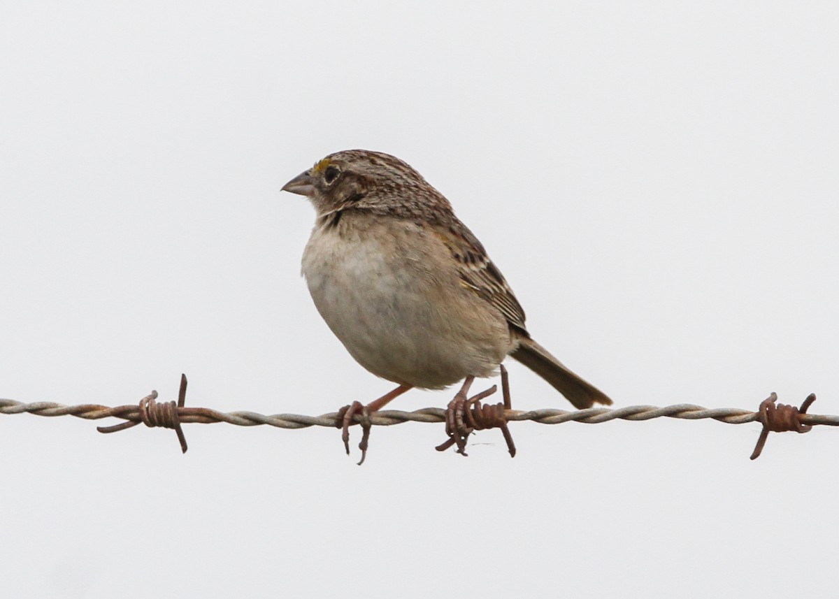Grassland Sparrow - ML632600346