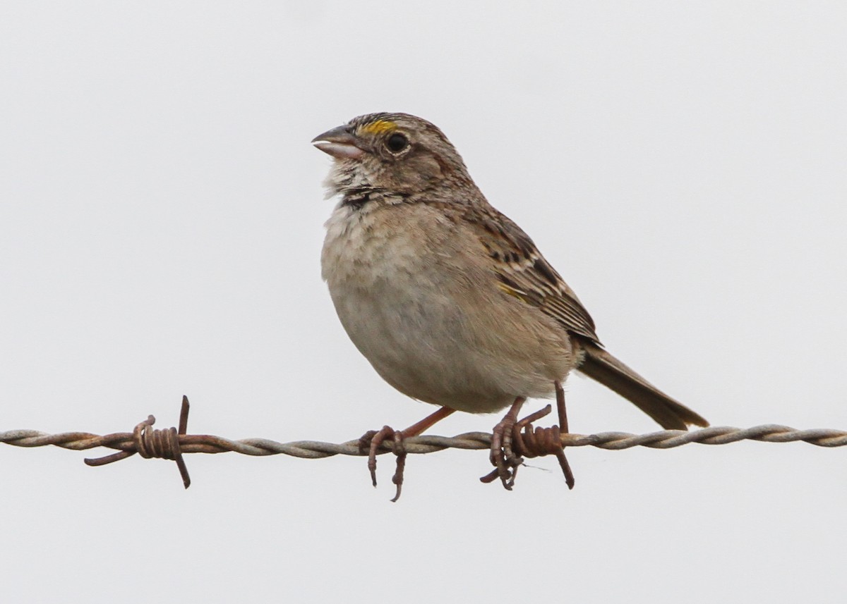 Grassland Sparrow - ML632600348