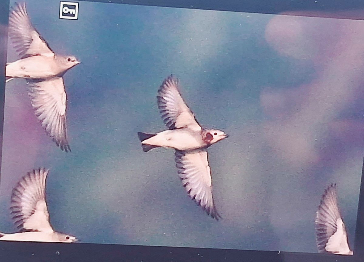 Chestnut-cheeked Starling - ML632600732