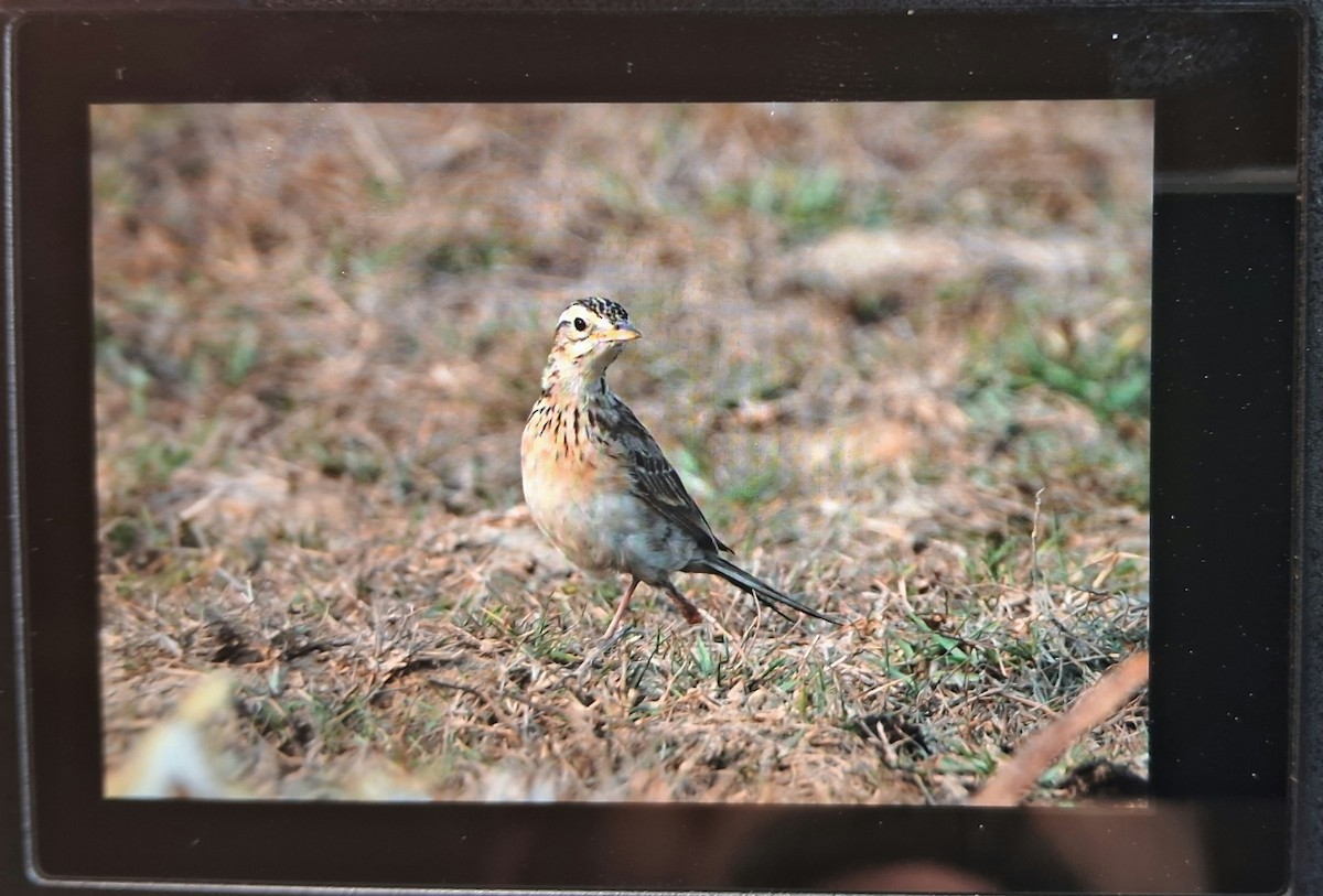 פפיון ארך-רגליים - ML632600784