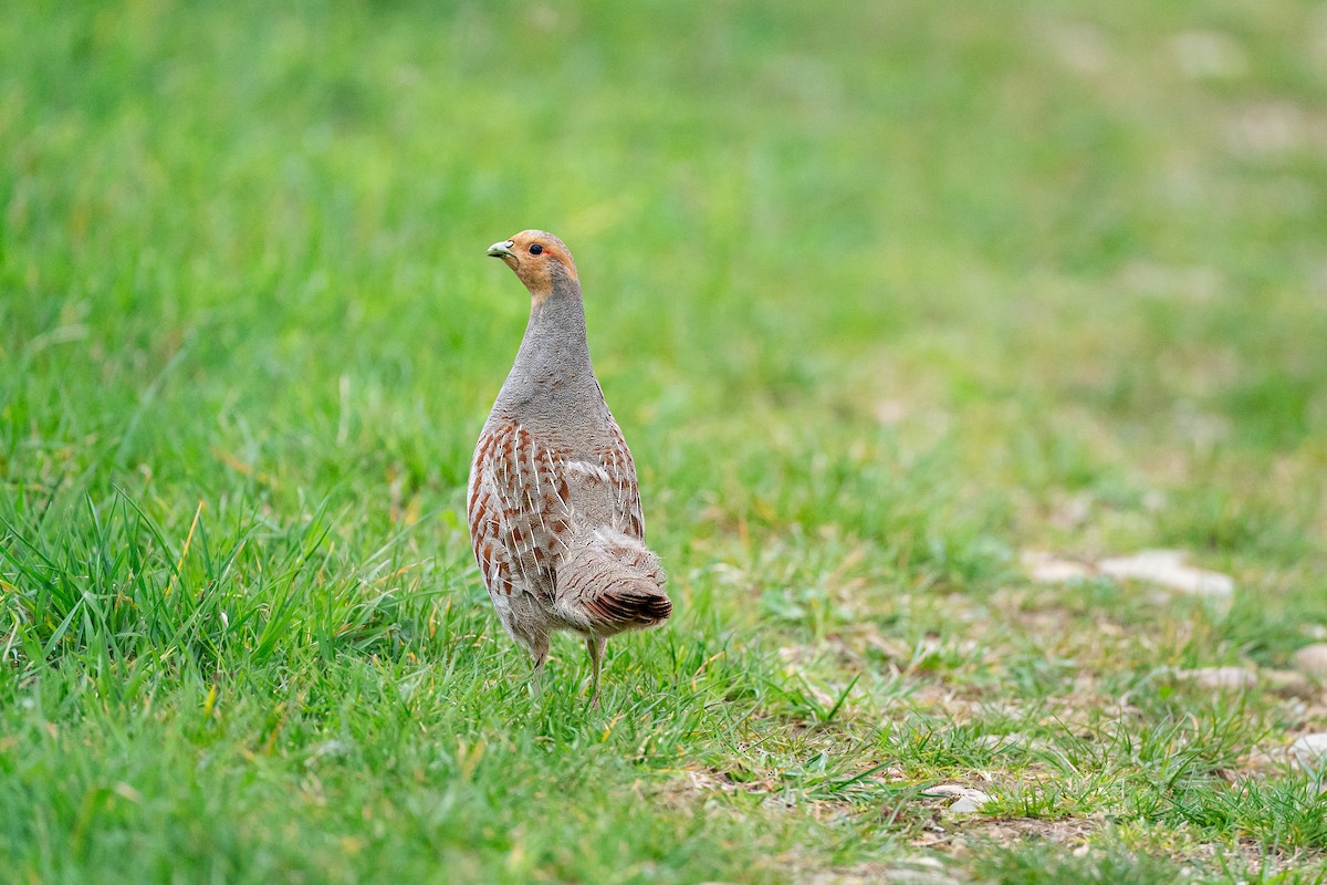 Gray Partridge - ML632600788