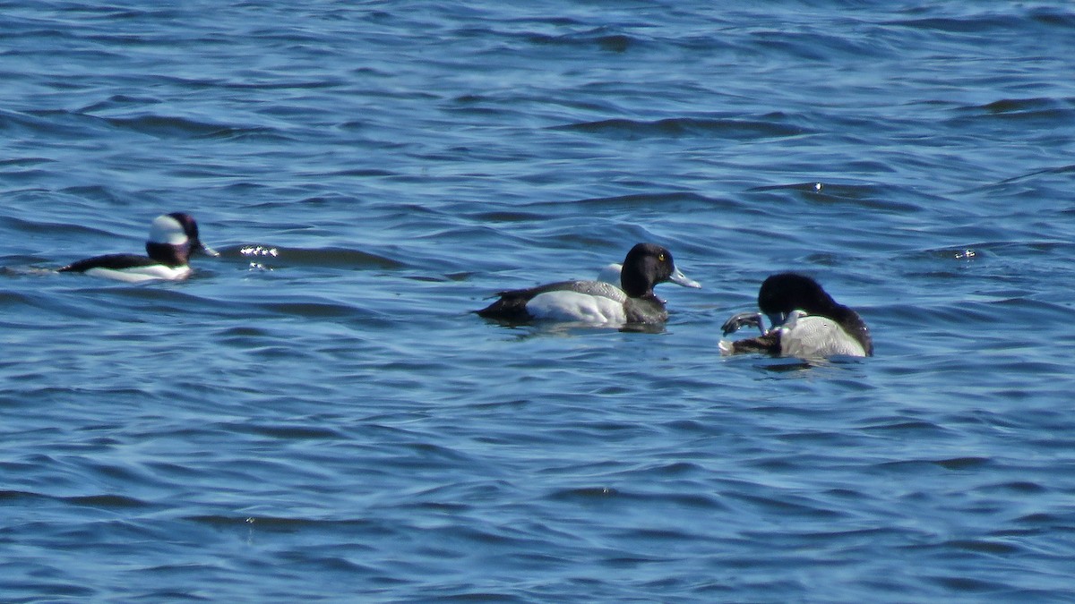 Lesser Scaup - ML632600857